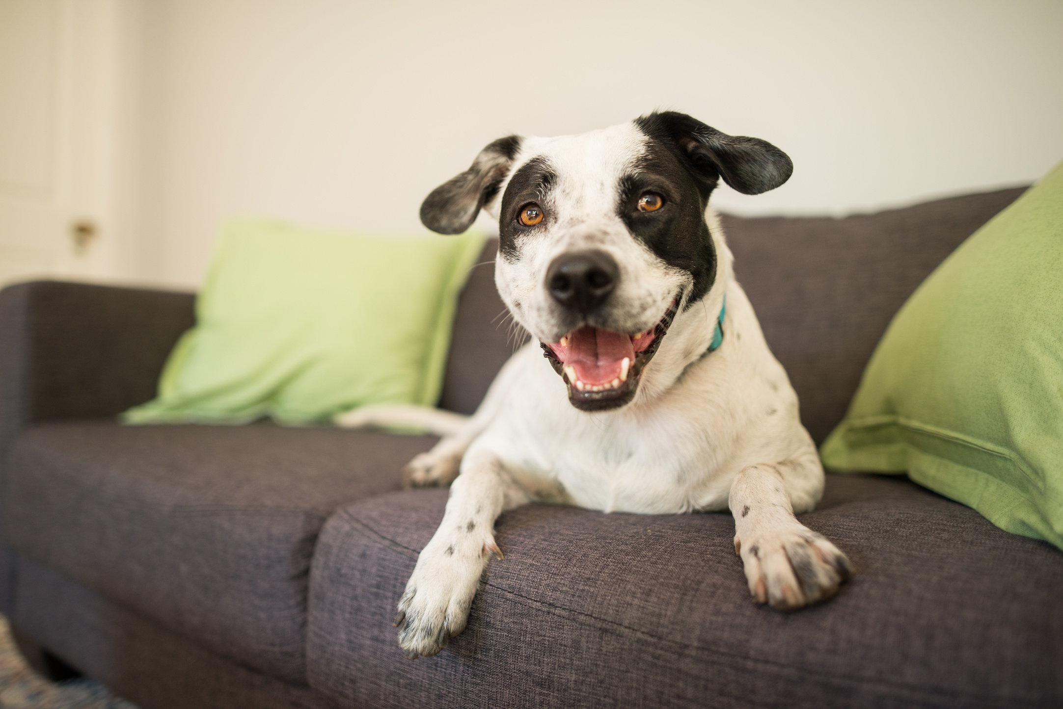 Happy dog on a couch